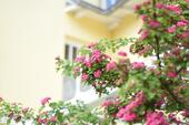 Foto - Villa mit 15 Fewo (Fahrstuhl) zentral in Sellin