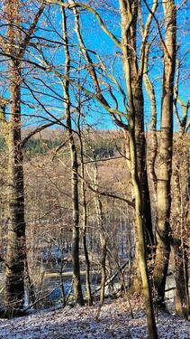 Foto - Waldgrundstück für vielseitige Nutzung zu verpachten