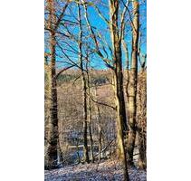 Waldgrundstück für vielseitige Nutzung zu verpachten - Amorbach