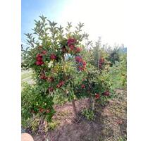 Obstzeile in Erlenbach bei Marktheidenfeld - Lohr am Main