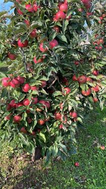 Foto - Grundst&uuml;ck zur Miete in Lohr am Main
