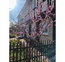 Wunderschönes und mit Liebe saniertes Umgebindehaus - Großschönau