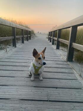 Foto - Lückentage 28.04.-03.05 Fewo 'Meertied' in Greetsiel