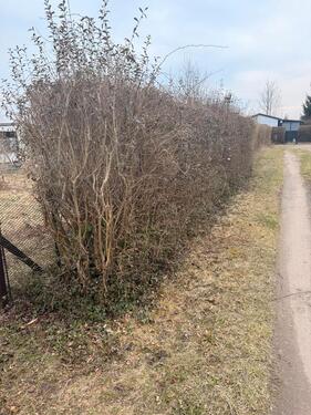 Foto - Grundst&uuml;ck in Schwedt (Oder)