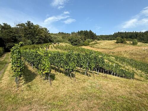 Foto - Reben mit Burgblick - 4.980,00 EUR Kaltmiete,