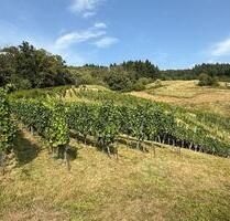 Reben mit Burgblick - 4.980,00 EUR Kaltmiete, in Bühl (PLZ: 77815)