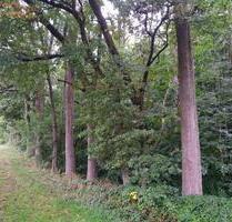 Waldgrundstück zu verpachten - 150,00 EUR Kaltmiete, ca.  0,00 m² in Königswinter (PLZ: 53639)