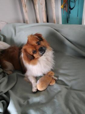 Foto - Biete lieben Hund mit Frauchen als Dauermieter