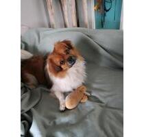 Biete lieben Hund mit Frauchen als Dauermieter - Schmelz