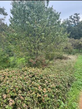 Foto - Baumwiese Saulbach in Metzingen Neuhausen