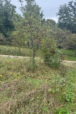 Foto - Grundst&uuml;ck in Reutlingen