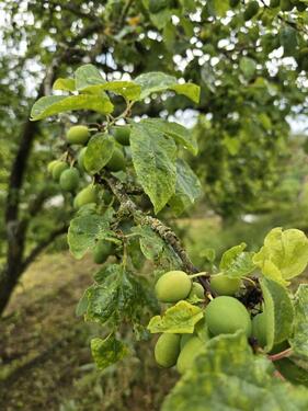 Foto - Grundst&uuml;ck in Eisenach