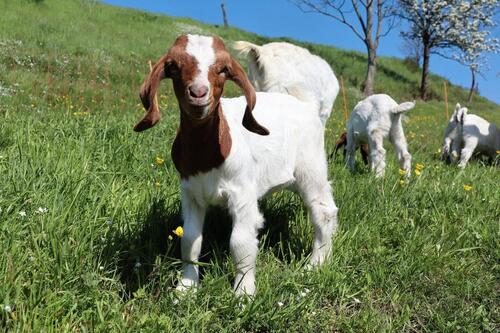 Foto - Ferienwohnung auf dem Bauernhof - ideal für Familien mit Kindern