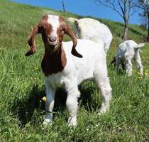 Ferienwohnung auf dem Bauernhof - ideal für Familien mit Kindern - Bahretal