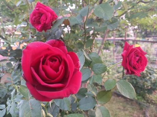 Foto - Grundst&uuml;ck zur Miete in Pirna