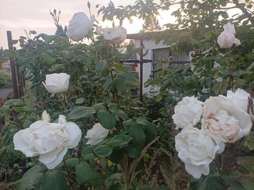 Foto - Grundst&uuml;ck in Pirna zur Miete