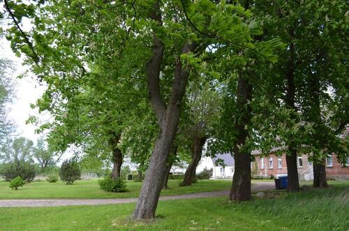 Foto - Grundstück in Marlow zur Miete