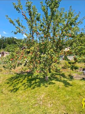 Foto - Grundst&uuml;ck in Aue-Bad Schlema