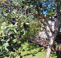 gepflegter Kleingarten in Greifswald