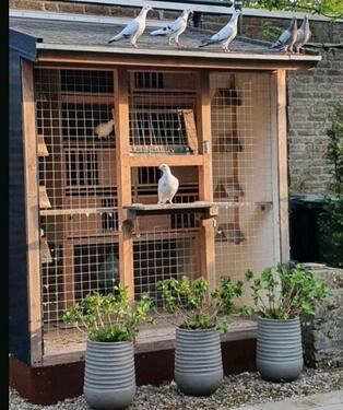 Foto - Garten Schrebergarten Platz Grundstücke vögel Tauben