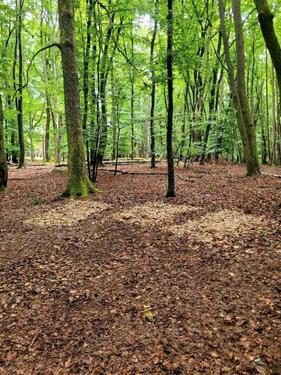 Foto - Grundst&uuml;ck in Herschweiler-Pettersheim zur Miete