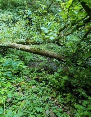 Foto - Schönes BachWald Grundstück in Ediger-Eller nah an der Mosel