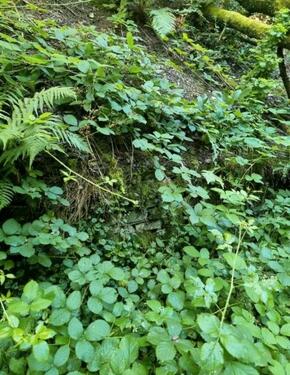 Foto - Grundst&uuml;ck zur Miete in Bruttig-Fankel