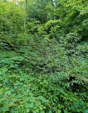 Foto - Grundst&uuml;ck in Bruttig-Fankel
