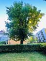 Foto - Gartenparadies in Freiburg Herdern