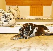 ❤️ Urlaub mit Hunden im wunderschönen Mittelfranken ❤️ - Schillingsfürst