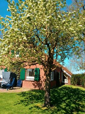 Foto - andere in Dornum zur Miete