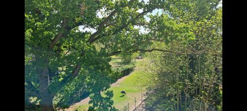 Foto - 4 Zimmer Etagenwohnung in Staßfurt