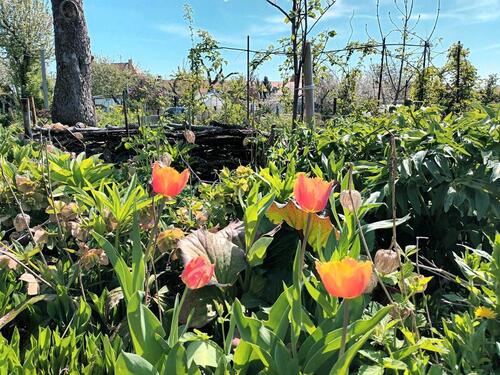 Foto - Grundst&uuml;ck zur Miete in Gotha