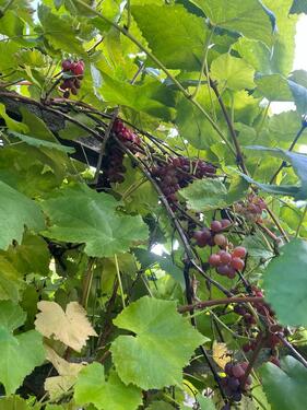 Foto - Grundst&uuml;ck in Arnstadt