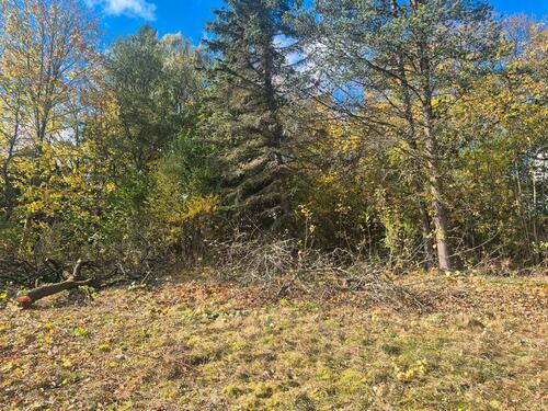 Foto - Baugrundstück mit viel Baumbestand