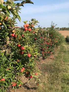 Foto - Gartengrundstück Obstbaumanalge