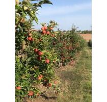 Gartengrundstück Obstbaumanalge - Erlenbach bei Marktheidenfeld