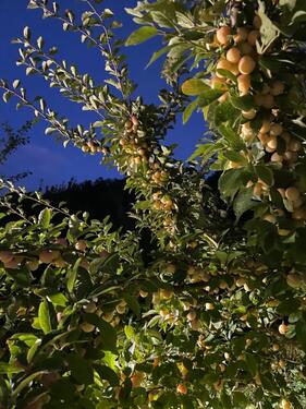 Foto - Grundstück zur Miete in Erlenbach bei Marktheidenfeld
