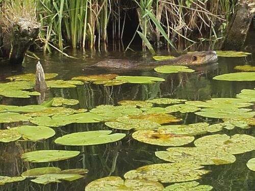 Foto - Teichgrundstück ( Jahrespacht 50 € )