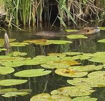 Teichgrundstück ( Jahrespacht 50 € ) - Markneukirchen