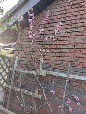 Foto - Grundst&uuml;ck zur Miete in Wilhelmshaven