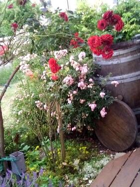 Foto - andere in Nidda