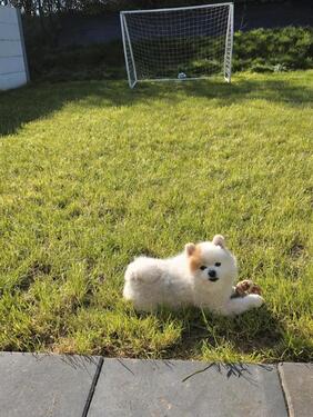 Foto - Doppelhaushälfte in Erkelenz zum Kaufen