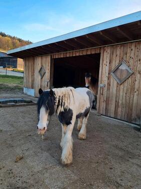 Foto - Pferdestall mit ca.6000qm in Bödefeld Ab dem 1.10 zu Vermieten