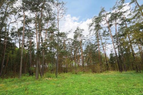 Foto - Waldgrundstück (7760 m²) in Jeserigerhütten (PM) zu verpachten