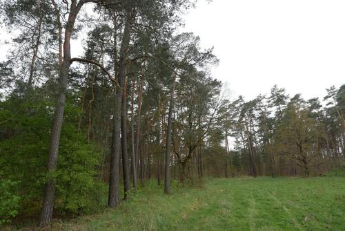 Foto - Grundst&uuml;ck zur Miete in Wiesenburg/Mark