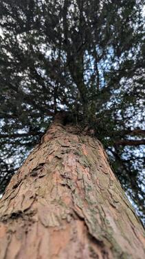 Foto - Freizeitgrundstück Wald Wiese in 53572 Unkel