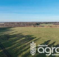 Kleine Wiese (ca. 0,2 ha) zw. Schwarzheide und Senftenberg - Ruhland