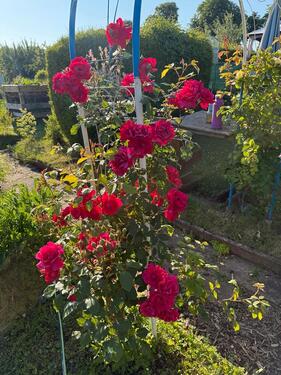 Foto - Grundstück in Leinefelde-Worbis