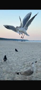 Foto - Schöne ETW knapp 30 Min bis zur Ostsee UsedomWolgast